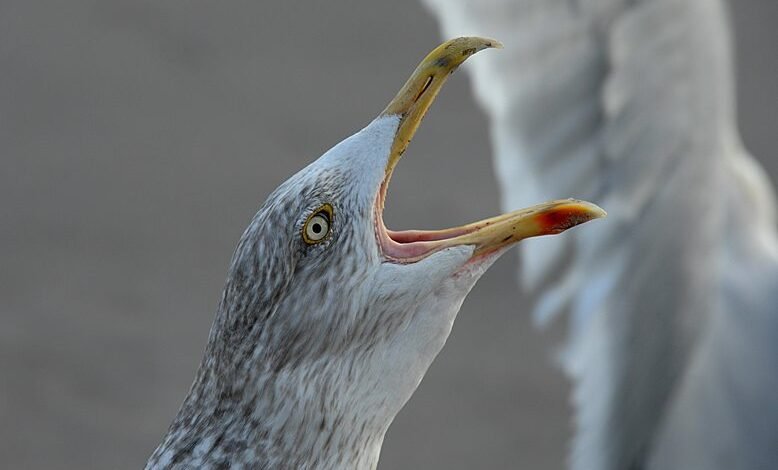 call drop performance analysis